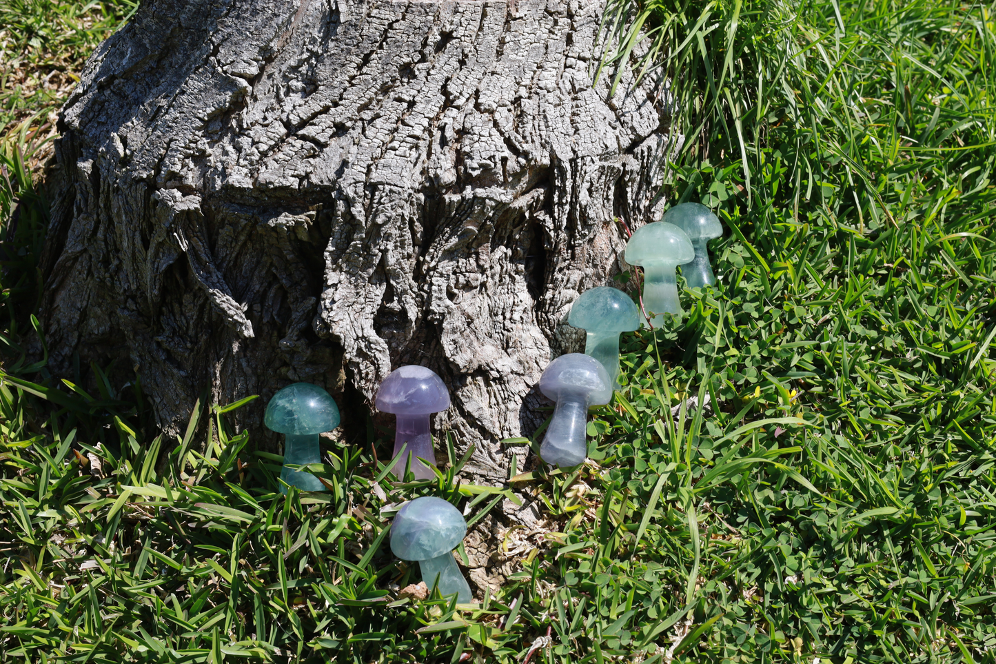 Fluorite Magic Mushrooms